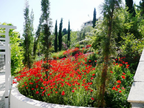 מקטע בגן בארמון בעמאן – פריחת פרגים, גינון רותי אגמון