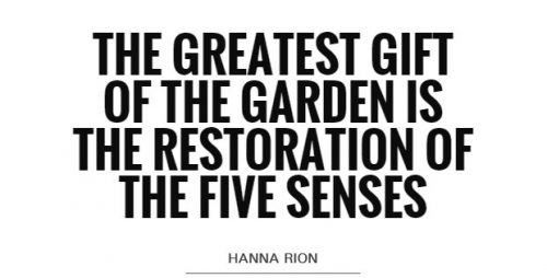 ציטוטים : Hanna Rion